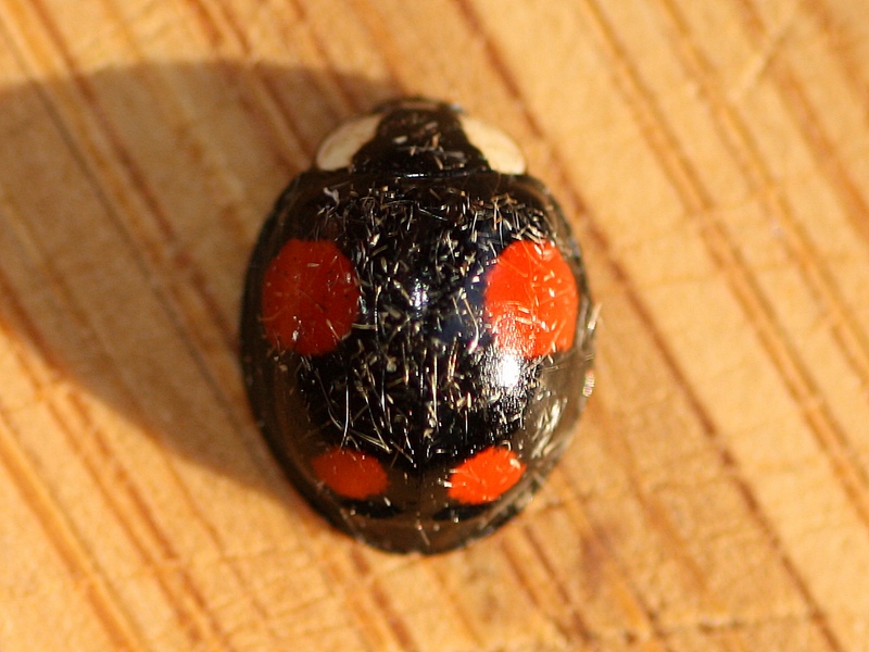 Coccinellidae: Harmonia axyridis